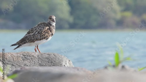 Cleaning time for the ruddy turnstone on the rocks (Arenaria interpres) photo