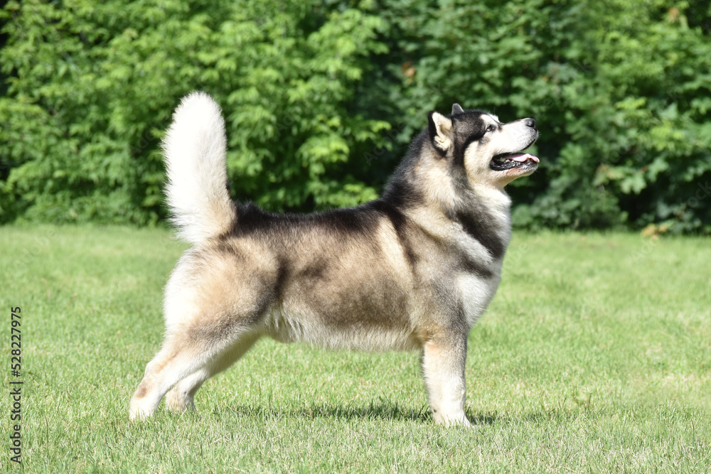 Alaskan Malamute dog standing on the grass side view
