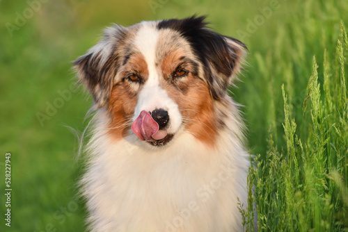 Dog with tongue hanging out licks nose