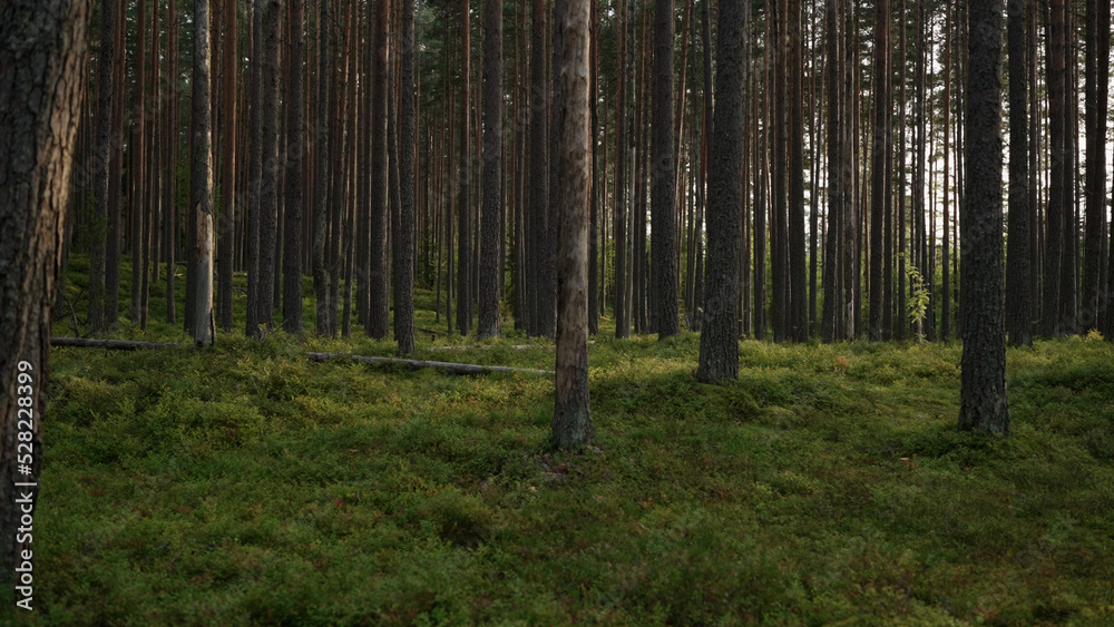 pine forest with lots of moss and berries pine forest with lots of moss and berries