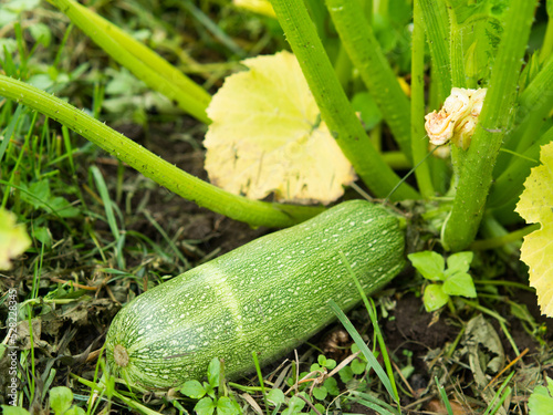 Close-up of mature zucchini in the garden.