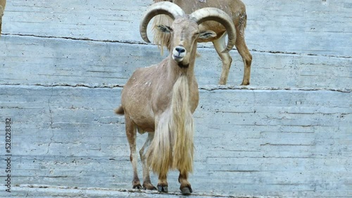 Un arruí o carnero de berbería mirando a cámara. photo