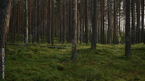 Fototapeta Naklejka Na Ścianę i Meble -  pine forest with lots of moss and berries
