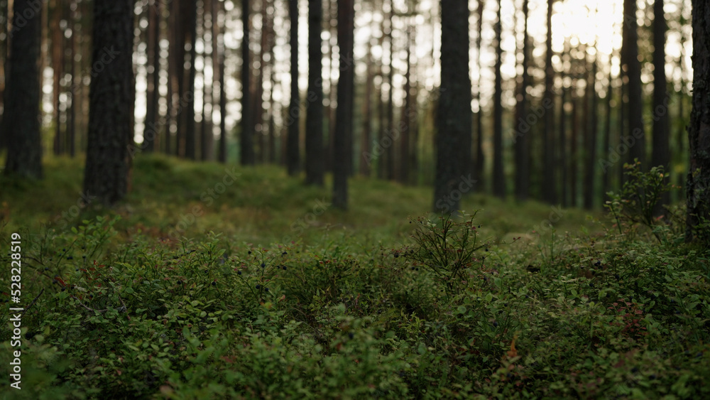 Obraz premium pine forest with lots of moss and berries