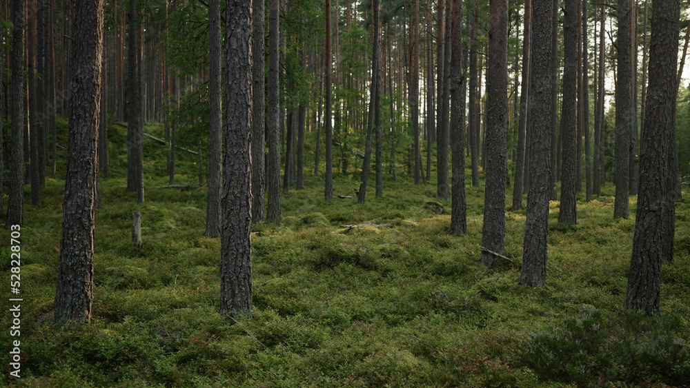 pine forest with lots of moss and berries