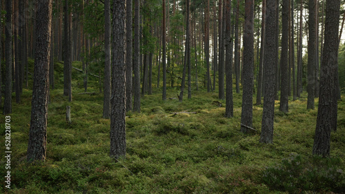 pine forest with lots of moss and berries © GCapture