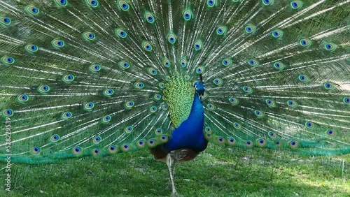 Un pavo real con las alas abiertas al aire libre.