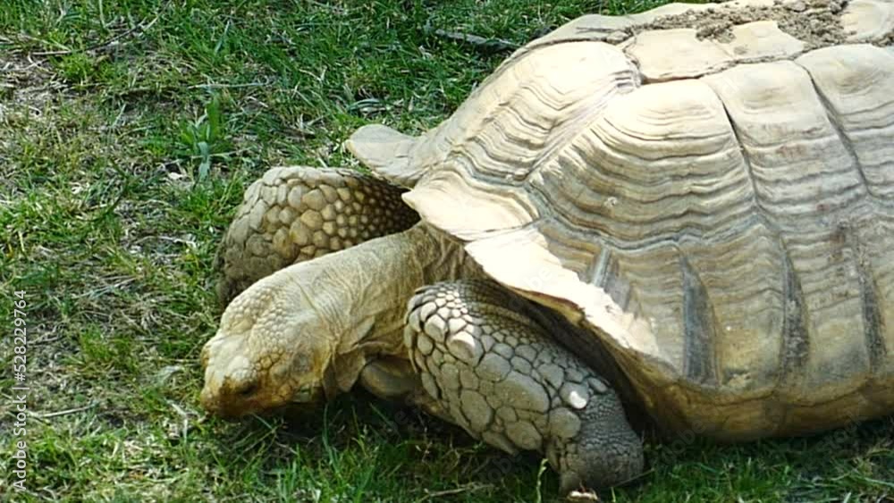 Detalle de una tortuga gigante comiendo hierba.