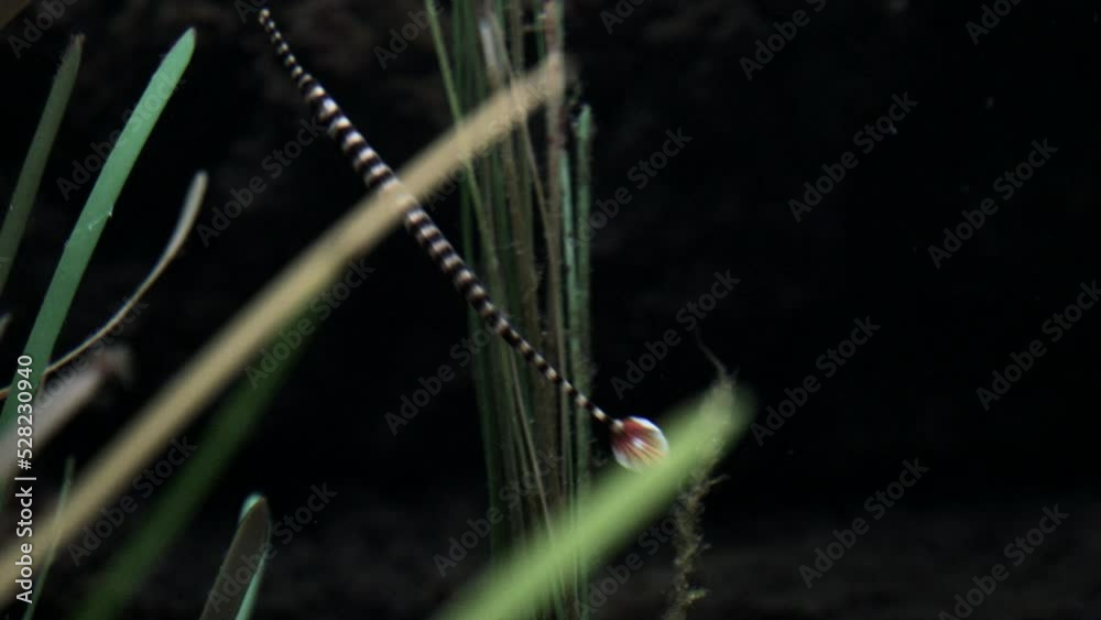 Detalle de un pez pipa anillado en el fondo de un acuario.