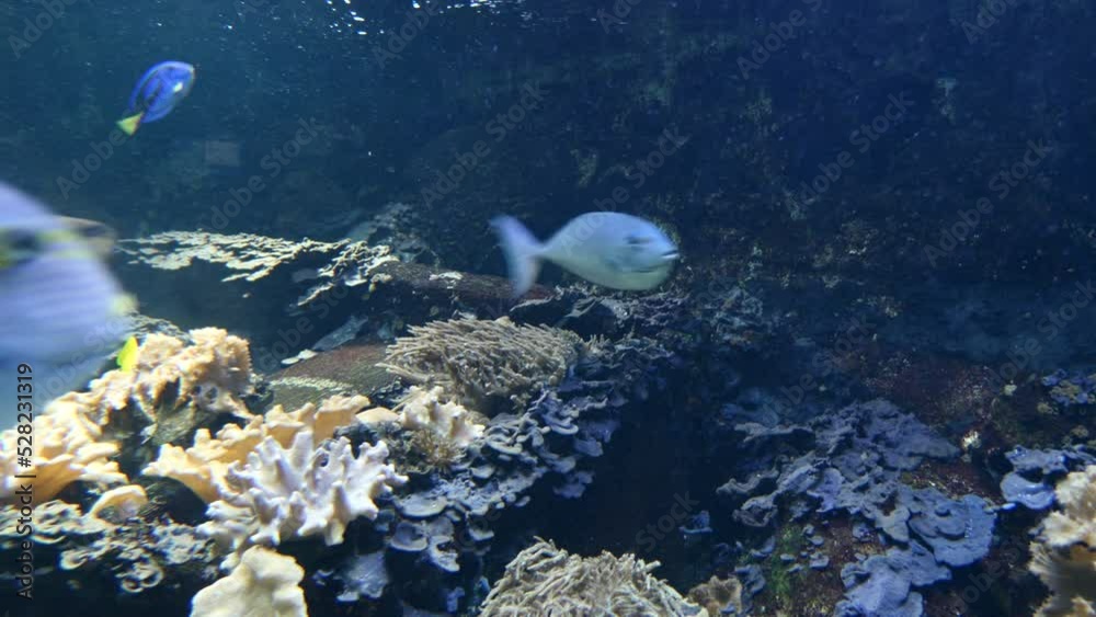 Diferentes especies de peces en el fondo de un acuario.