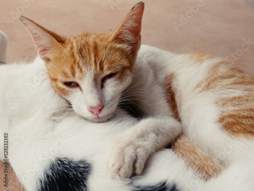 cute cats hug Shows warmth, intimacy, trust, cheerfulness.