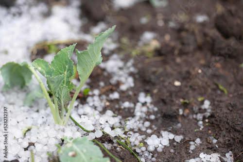 Ice hail in the garden with a young cabbage seedling. Summer hail that damaged and destroyed the crop.