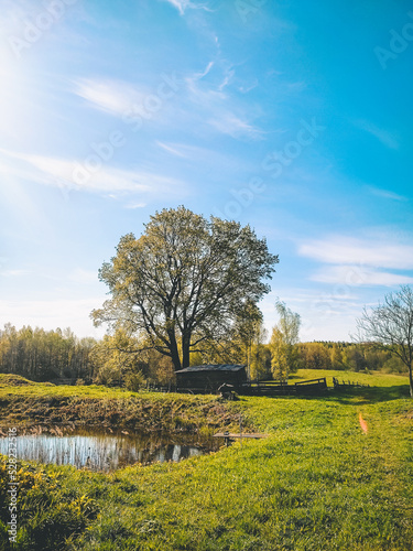 Rural autumn landscape.  The beauty of the estate: a large, branchy tree, a pond, a pasture for animals