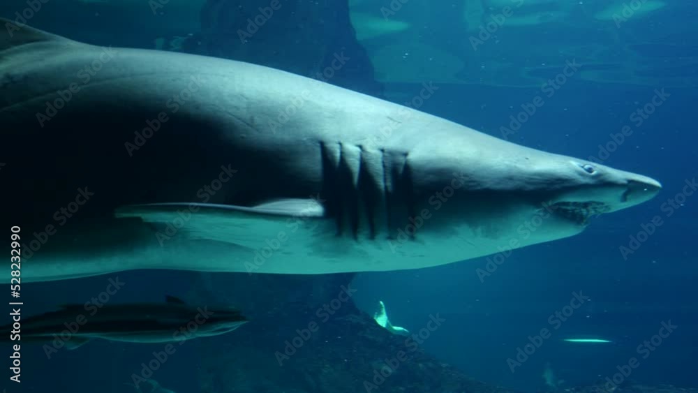 Un tiburón gris buceando en el fondo de un gran acuario.