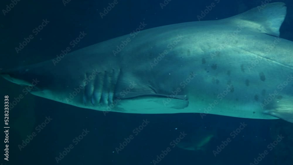 Un tiburón gris buceando en el fondo de un gran acuario.