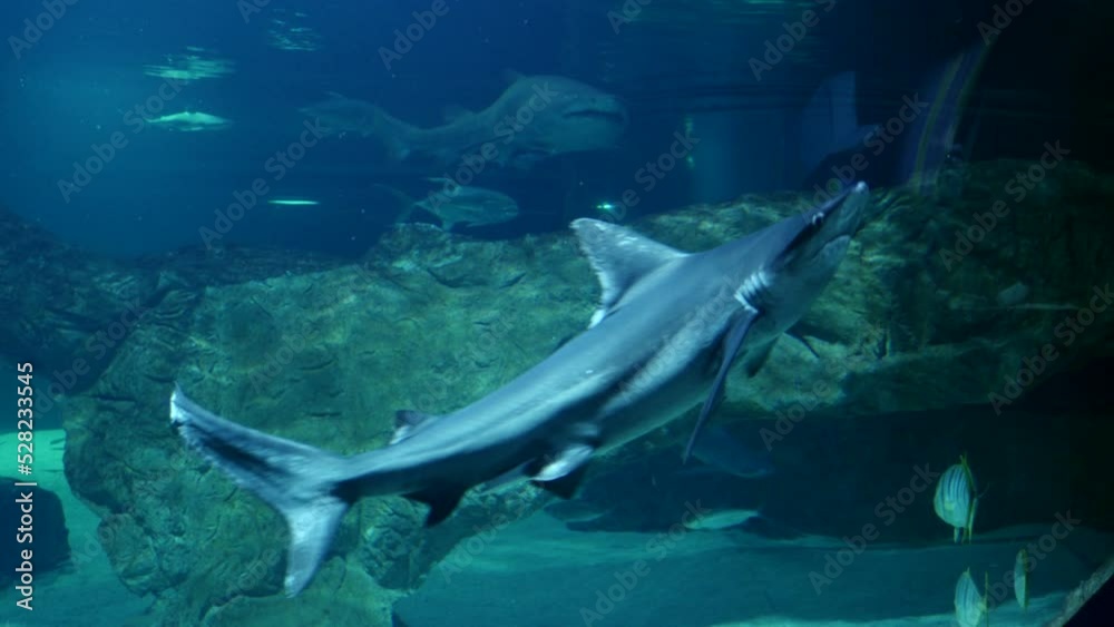Un tiburón gris buceando en el fondo de un gran acuario.