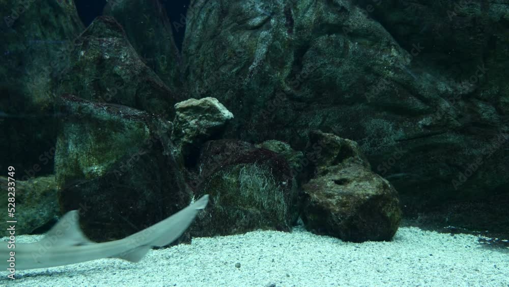 Tiburones buceando en el fondo de un acuario.