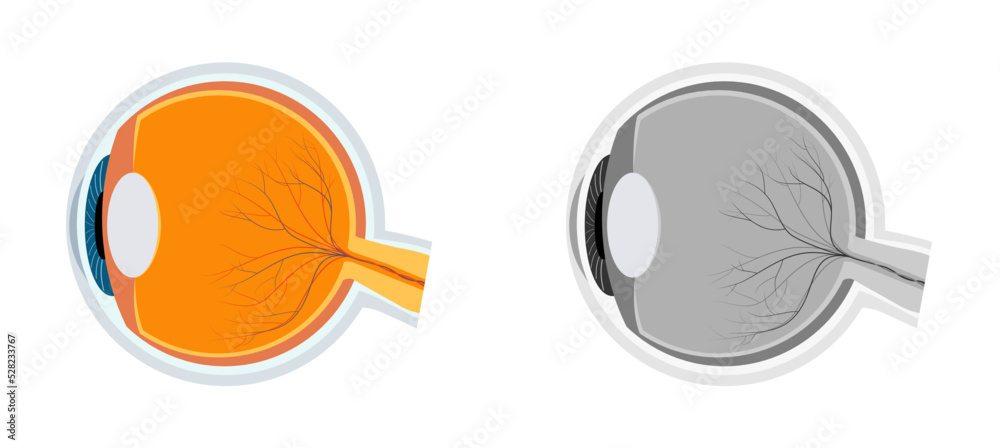 Human Eye Anatomy Vector Image