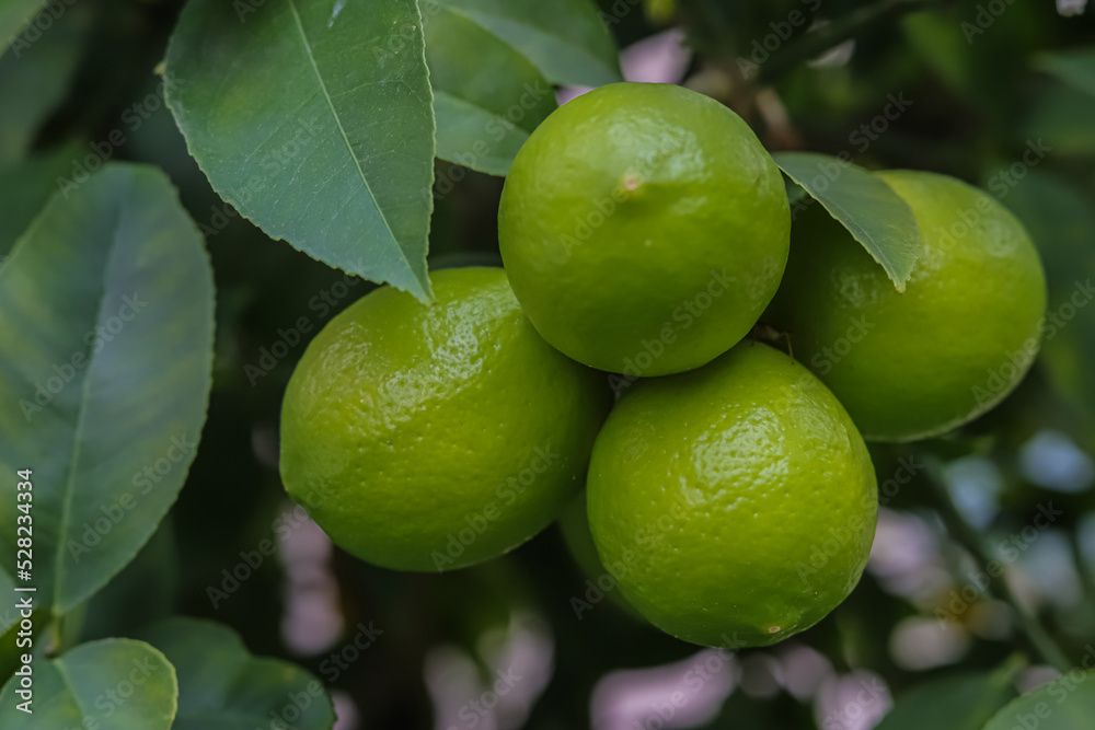 lime tree with fruits