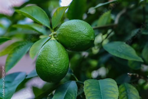 lime tree with lemon