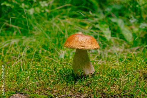 Boletus edulis mushroom grows from moss