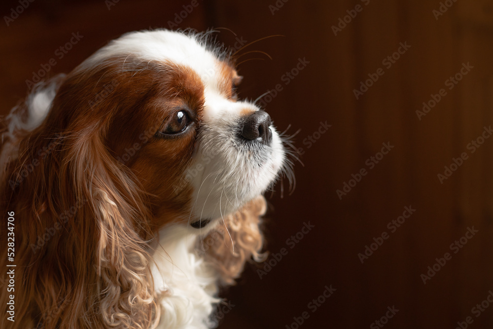 Close up portrait of cute curly brown, white pure breed intelligent dog Cavalier King Charles cocker spaniel. Copy space