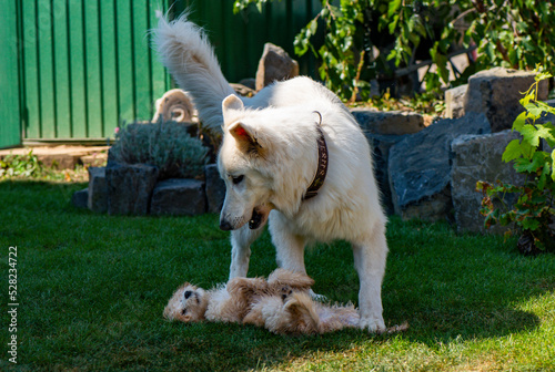 Cockapoo Welpe spielt mit weißem Schäferhund