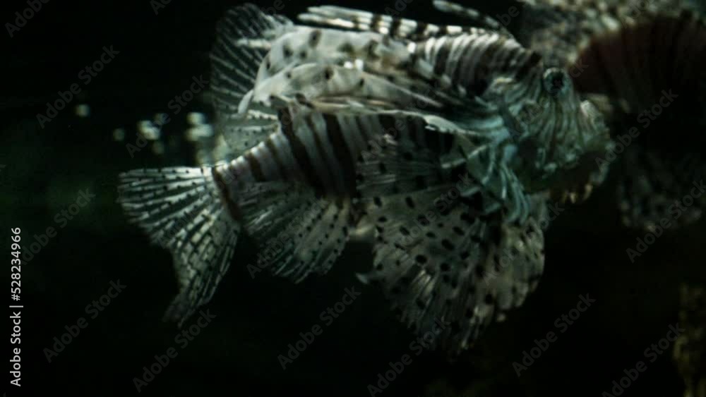 Detalle de un pez león nadando dentro de un acuario.