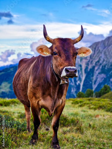 Fototapeta Naklejka Na Ścianę i Meble -  cow on the mountain