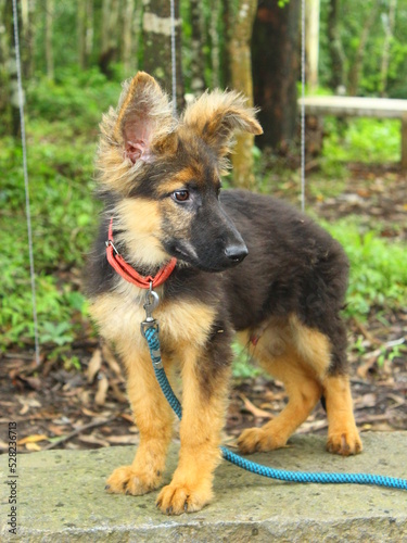 german shepherd dog © Shaja