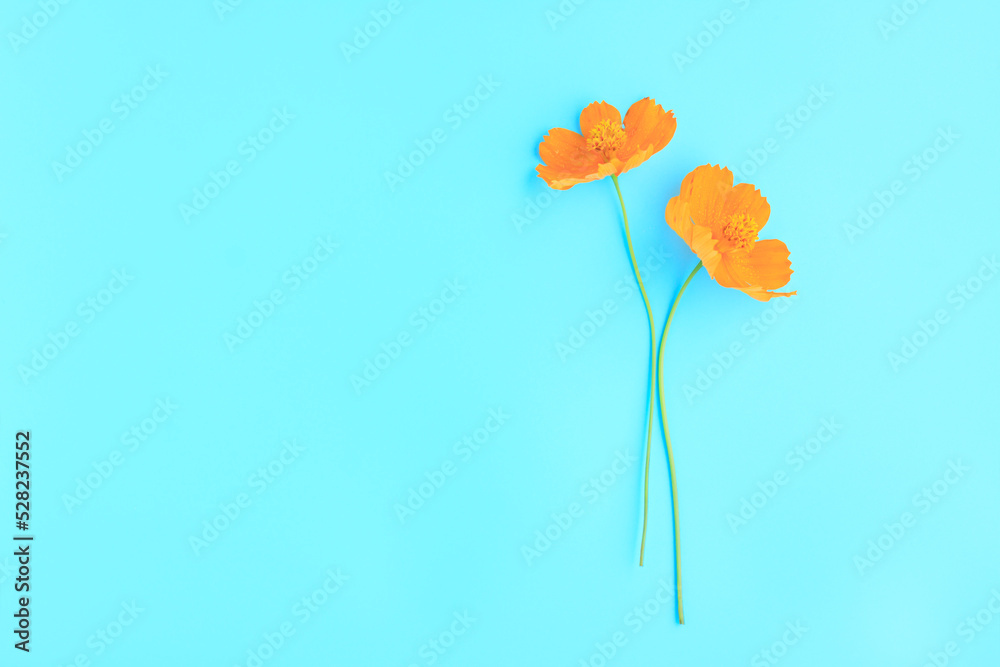 Yellow, Orange cosmos flowers on blue patel background