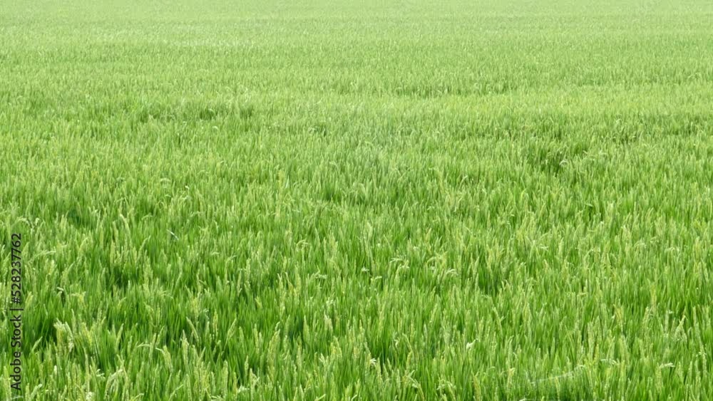 un campo de arrozales de Valencia, España.