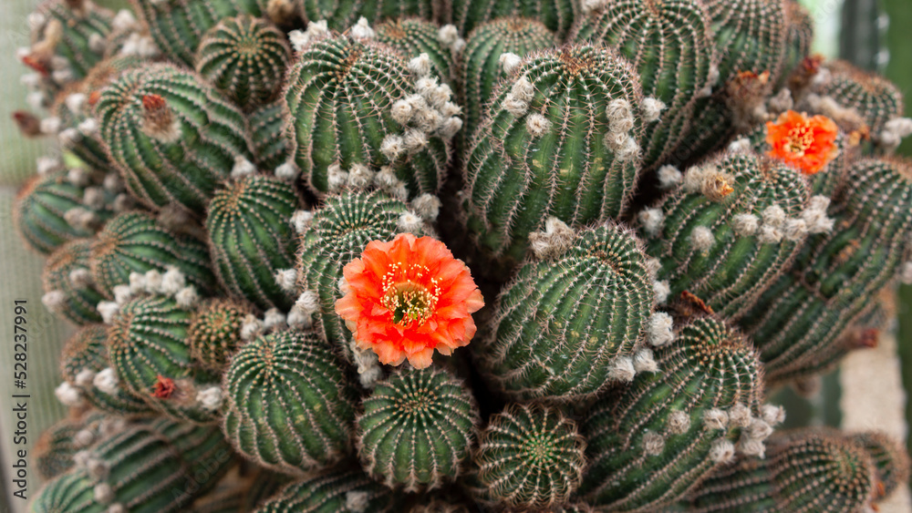 Echinopsis chamaecereus in bloom Echinopsis chamaecereus in bloom
