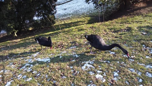 Black swans on the lawn near the pond in winter. photo