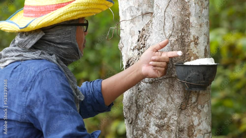 Farmers are checking the quality of the rubber that flows from the rubber trees, the idea of farming using technology to help.