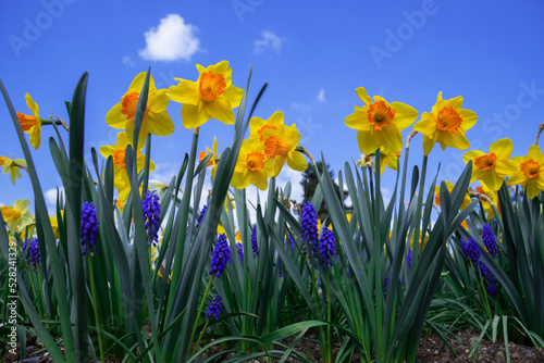 Blooming yellow daffodils in the garden.