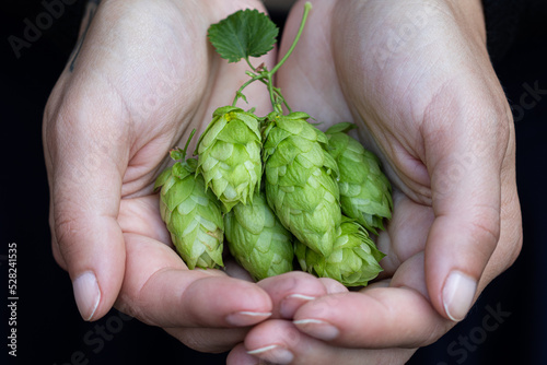 From hops to a pint. A close-up view of hop cones in a woman's hands, a key ingredient in brewing fresh and aromatic homemade beer.