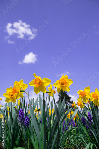 Blooming yellow daffodils in the garden.