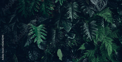 Full frame of nature green background  tropical leaf banner or floral jungle pattern concept. 