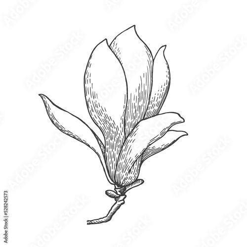 Magnolia flower. Sketch style illustration. Spring Flower. Vector illustration.