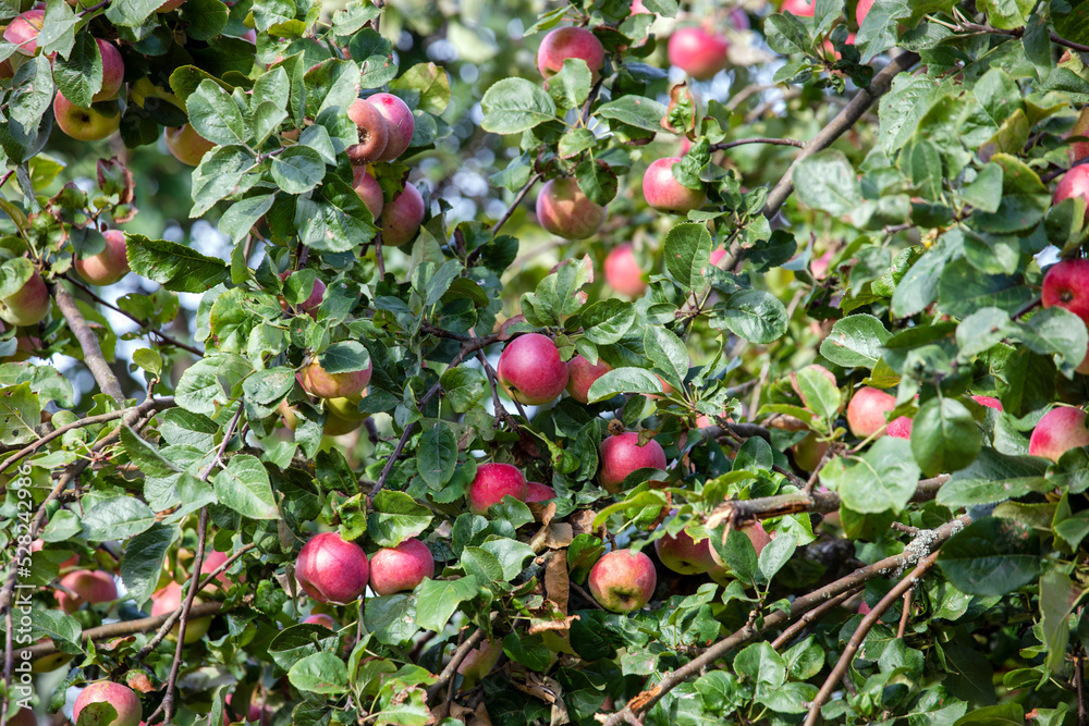 A beautiful apple tree with red juicy apples on a sunny day. Apple tree in the garden