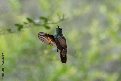 Berylline Hummingbird (Amazilia beryllina) in Flight