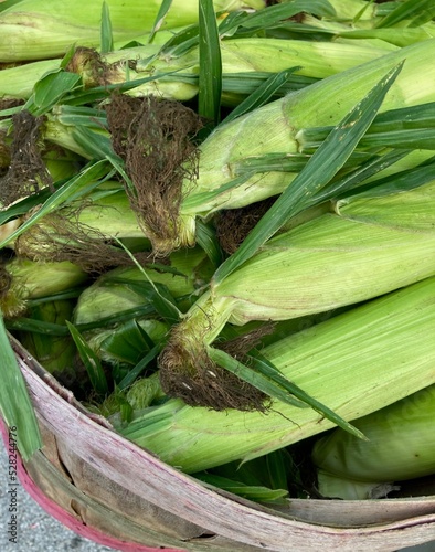 fresh corn on the cob at the market