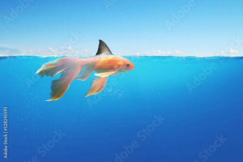 фотографія Goldfish with shark fin floating in the ocean under water
