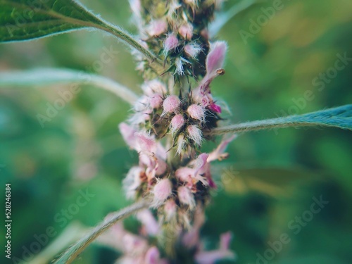 Leonurus, flowering plants in the family Lamiaceae closeup. Flowers macro in the summer garden. Medicinal herb. 