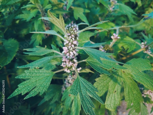 Leonurus, flowering plants in the family Lamiaceae closeup. Flowers macro in the summer garden. Medicinal herb.