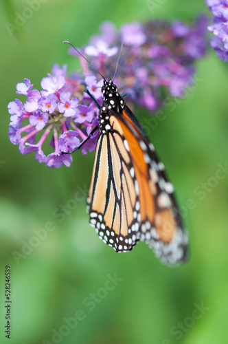 violet Buddleja davidii and butterfly close up