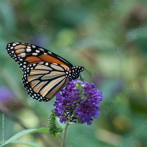 butterfly on a painterly background © eugen