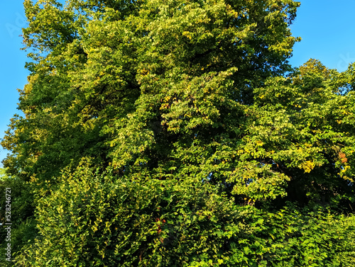 Baum, Blätter, Baumkrone, grün, Wald, Laubbaum