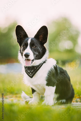 Funny Cardigan Welsh Corgi Dog Sitting Outdoor. Welsh Corgi Is A Small Type Of Herding Dog That Originated In Wales. Close Up Portrait. Summertime. Summertime Background.